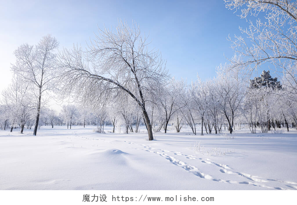 蓝天下的雪地美丽的冬季风景，白雪覆盖的树木。蓝天和有纹理的雪。冬天的故事.